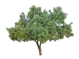 Abwaschbare Fototapete Olivenbaum Olivenbaum isoliert auf weißem Hintergrund