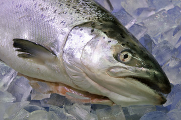 Atlantischer Lachs