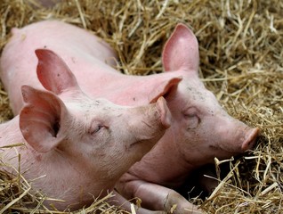 porcelets couch&eacute;s dans la paille