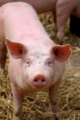 portrait de porcelet