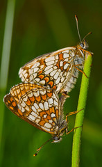Scheckenfalter bei der Paarung