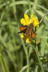 small skipper butterfly 2