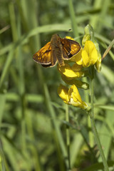 small skipper butterfly 3