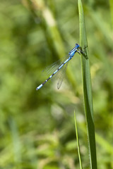 common blue damselfly
