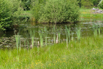 reed in a pond