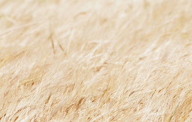 Golden wheat before harvest
