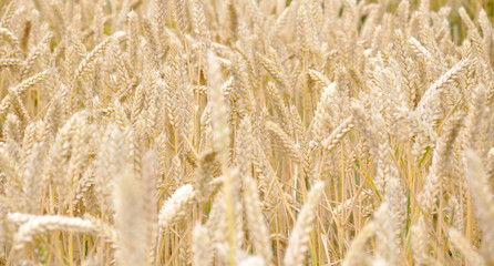 Grain field