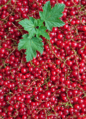 Johannisbeeren - Ribes