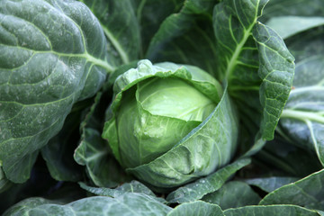 Fototapeta premium Kohlkopf