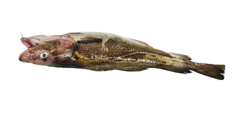 Dorse with head.