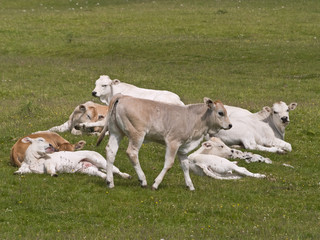 Mucca