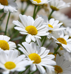 Margeriten