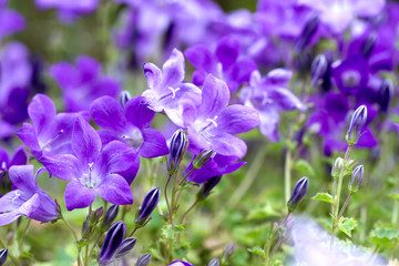 Campanula Portenschlagiana Blue Bell Flowers