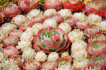 Hens and chicks cactus plants
