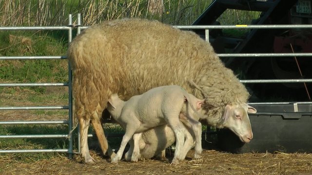 Lamm beim Trinken
