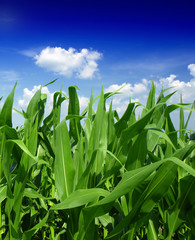 Corn Field