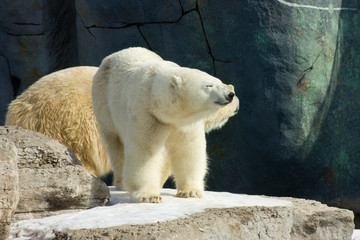 Happy polar bear in the sun