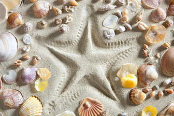 beach white sand starfish print many clam shells