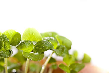 Basil seedlings