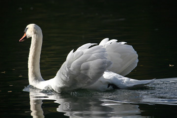 swan on lake
