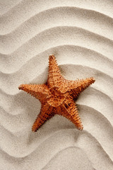 Fototapeta na wymiar beach white wavy sand starfish summer vacation