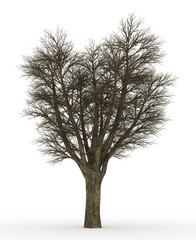 dead tree isolated over white