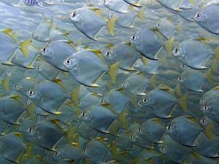 Sliver Batfish - Monodactylus argenteus