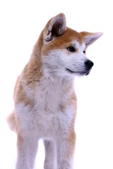 Welpe Akita Inu Portrait