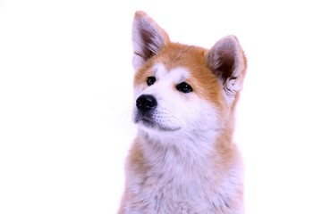 Hundekopf Welpe Akita Portrait