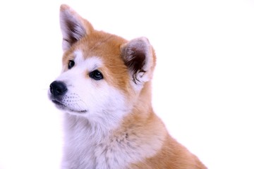 Akita Inu Welpe Portrait