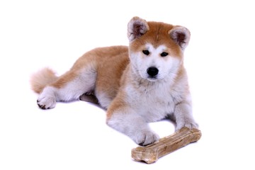 liegender Akita Inu Welpe mit Knochen