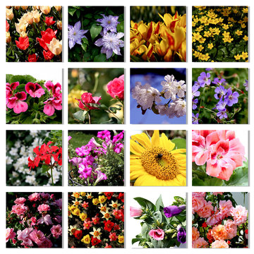 Collage mit Blumen im Quadrat