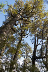 Bosque de Araucaria y Lenga, Chile