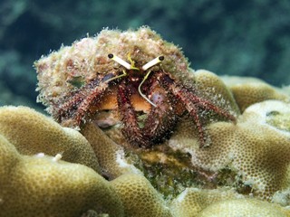 Hermit Crab - Dardanus lagopodes