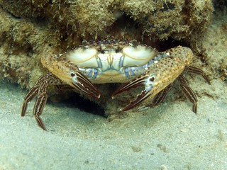 Reef Crab - Callinectes sp.