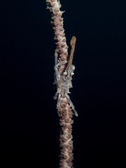 Xeno Crab - Xenocarcinus tuberculatus