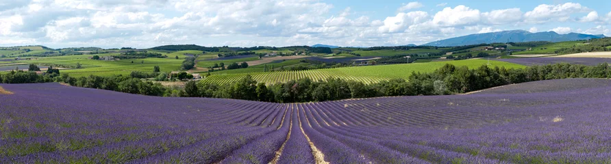 Foto op Plexiglas lavendelveld - Provence © Marc LOBJOY