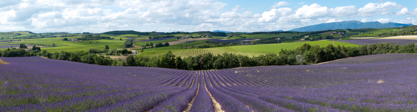 champ de lavande - Provence