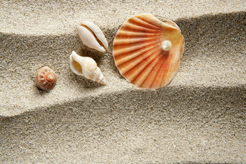 beach sand pearl clam shell summer vacation