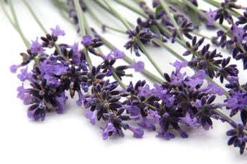 Keuken achterwand Lavendel lavande  © L.Bouvier