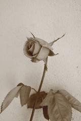 róża po pierwszym przymrozku