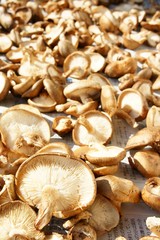 しいたけ　日干し