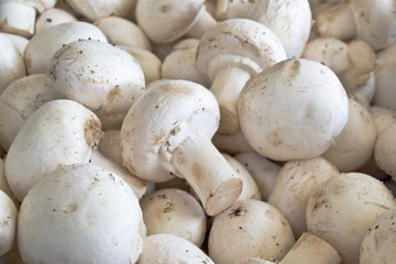 Champignon mushrooms