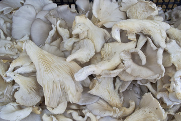 oyster mushroom background