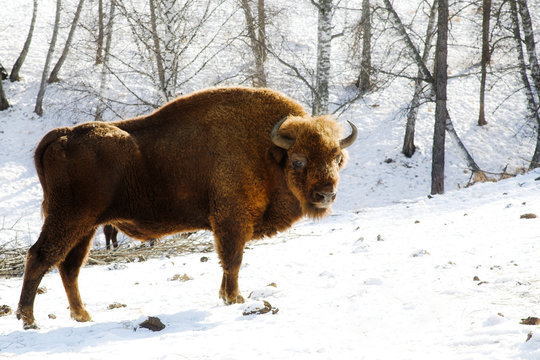 wild bison