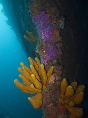 HMSNZ Canterbury Wreck