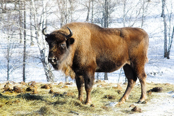 wild bison