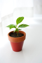 small plant on the white room