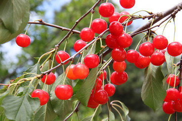 Cerises