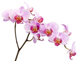 Fototapeta na wymiar Beautiful orchid isolated on white background